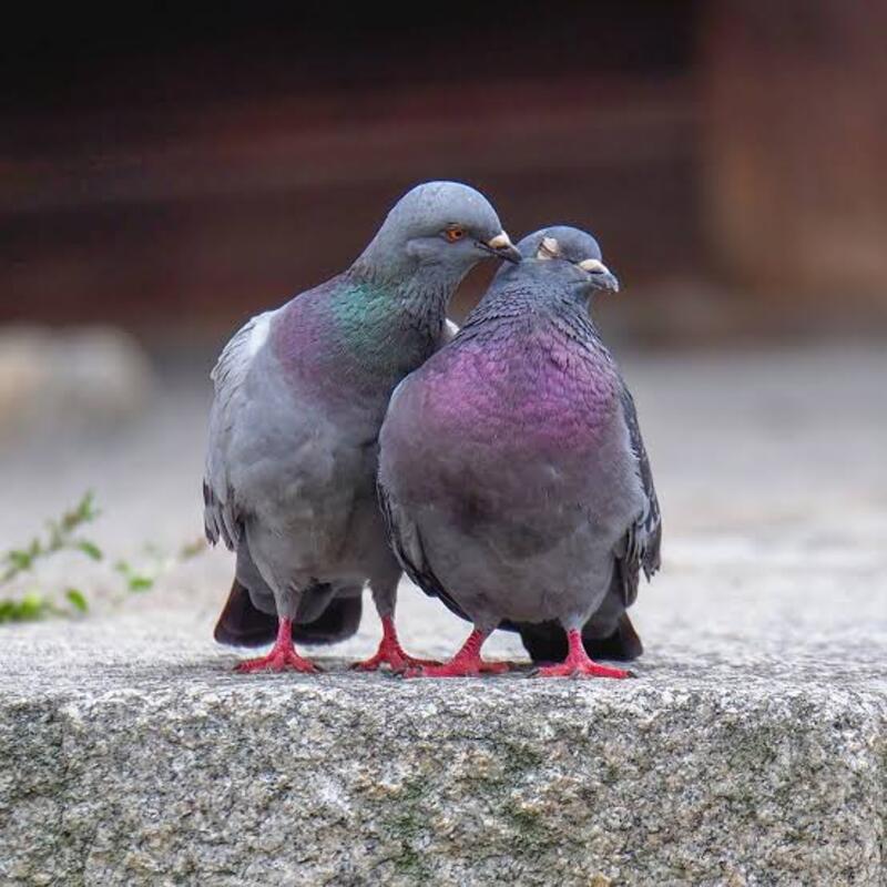 This Love